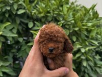 Saf Kan Yüksek Kalite Toy Poodle Yavrularımız
