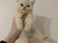 Dişi Safkan Bebek British Shorthair