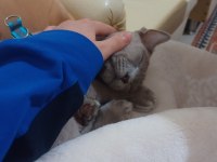 British longhair cidden bakabilecek birileri lazım