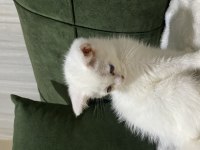 Sevimli Oyuncu Çok Uyumlu Bir Kedidir