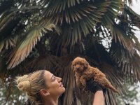 Maltipo Ve Poodle Yavrularımız Yuvalarını Arıyor