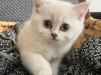 2 aylık dişi british longhair blue point