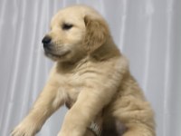43 günlük golden retriever