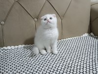 SCOTTİSH FOLD KAR BEYAZ