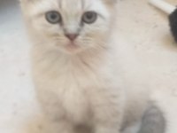 Blue Point Yavrular Scottish Fold