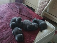Yavru kedilerimiz yeni yuvalarını gitmeye hazırlar