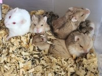 CÜCE HAMSTER YAVRULARI TESLİME HAZIR