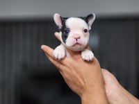 A KALİTE FRENCH BULLDOG