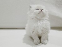 Cy 1133 british longhair point 50 günlük maviş