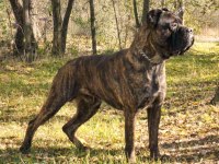 Cane Corso Köpeği