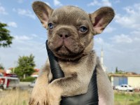 Egzotik French Bulldog