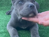 Cane corso dişi köpeğimiz