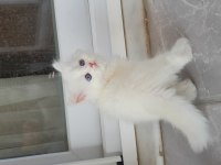 British longhair golden point