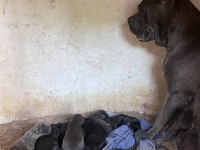 Yeni sağlam cane corso yavruları