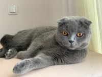 Scottish fold