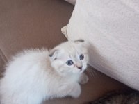 Scottish fold kedisi