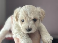 Harika kalite Maltipoo bebekler