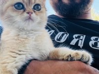 Prenses british shorthair kızım