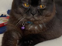 Siyah british shorthair zor bulunur