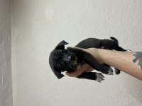 Uygun bütçeli chihuahua yavruları