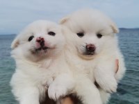 2 aylık pomeranian yavrular