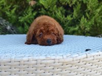 Antalya Kaliteli Poodle (her ile gönderim yapılır)