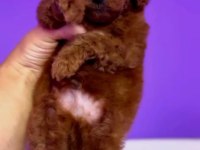 Orjinal toy poodle yavrularımız