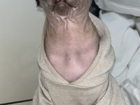SFENKS OĞLUMUZA GELİN ADAYI ARIYORUZ