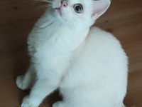 Safkan British Shorthair