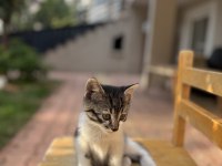 3 Aylık Ücretsiz Yavru Kedimiz
