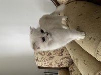 Scottish fold dişi secereli