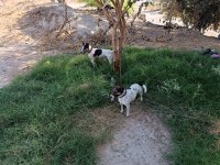 Üst düzey bir yaşında dişi 3 yaşında erkek köpeğimiz