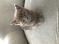 British shorthair yavrularımız yuvalarını arıyor