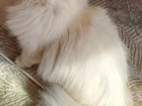 1,5 yaşında orijinal scrli british longhair