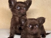 Çikolata WC eğitimli mini boy chihuahua