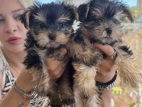 Dişi erkek teacup yorkshire terrier