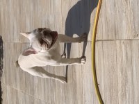 Fransız bulldogu