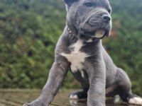 Blue dişi ve erkek cane corso king yavrular