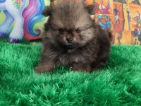 Bebek yüz pomeranian boo bebekler