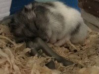 GONZALES HAMSTER YAVRULAR HERYERE GÖNDERİM