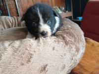 Mükemmel kalitede border collie bebekler için acele edin