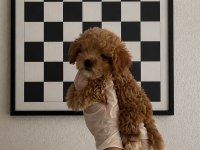 Orijinal Gerçek Teacup Maltipoo