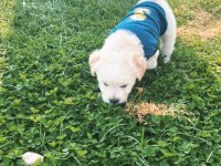 2 aylık yavru maltipoo