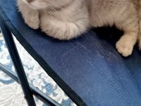 Güzel yavru scottish fold