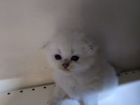 Scottish fold yavrular