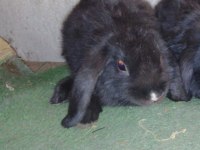 2,5 Aylık Lop Yavru Tavşan