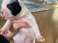 2 HAFTALIK FRENCH BULLDOG YAVRULARIMIZ YENİ YUVA ARIYOR