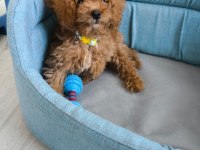 Uysal sevgi dolu ped eğitimli poodle
