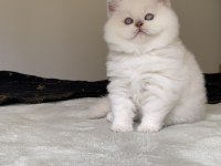 Safkan british shorthair kardeşler