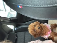3 aylık toy poodle uygun